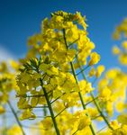 Rapsanbau und Wetter - agrar.basf.de
