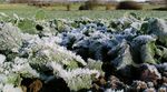 Rapsanbau und Wetter - agrar.basf.de