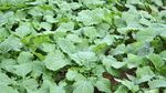 Rapsanbau und Wetter - agrar.basf.de