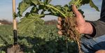Rapsanbau und Wetter - agrar.basf.de