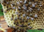 Imkern? Natürlich von den Bienen lernen! - 2020-1: Neuimkerausbildung: wiesenkind