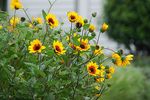 Lass die Sonnenblume in dein Herz - Jardin Suisse