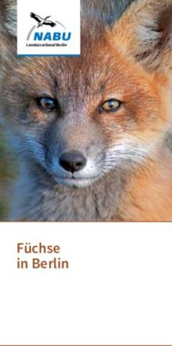 F&uuml;chse in Berlin - NABU Berlin