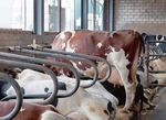 CowsAndMore: Was uns die Kühe sagen