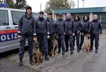 Spezialisten auf vier Pfoten - Bei der Bundespolizei in Österreich sind derzeit etwa 370 Polizeidiensthunde im Einsatz. Die exzellenten Schnüffler ...