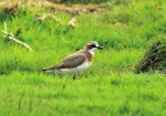 Ankunft der Zugvögel auf neuen Wegen, Zwergmöwen im Eiltempo und bemerkenswerte Seltenheiten