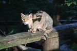 FALLSTUDIE WILDPARK FELDKIRCH - Governance ...