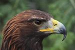 FALLSTUDIE WILDPARK FELDKIRCH - Governance ...