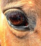 Informationen f&uuml;r Erstsemestrige 2018 - Veterin&auml;rmedizinische Universit&auml;t Wien - Vetmeduni Vienna