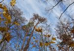 Waldzustandsbericht 2020 - des Landes Berlin Berlin: nachhaltiger