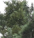 Waldzustandsbericht 2020 - des Landes Berlin Berlin: nachhaltiger
