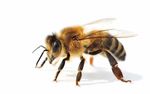 Neben Honig liefert ein Bienenvolk auch Wachs, Pollen, Propolis und Gelee Royal - UMWELT & Energie