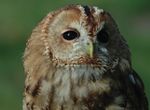 Eulen am Vogelpfad - Nationalpark Wattenmeer