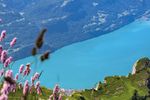 REISEINFORMATION - BERNER OBERLAND SCHWEIZER GIPFELTRÄUME - BUSREISE SCHWEIZ / KANTON BERN - Frank Reisen