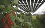 Äpfel mit Sonnenbrand - Technisch machbar - doch rechtliche Hürden verhindern in Deutschland den Erfolg der Agri-PV - MKG Göbel