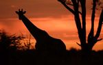 "Blühende Kalahari" 2020 mit Matto Barfuss - Auf den Spuren der einmaligen und faszinierenden Tierwelt in Botswana