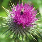 Arzneipflanzen Anbau und Nutzen