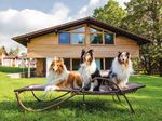 MAlte Hunde - Canine Arthritis Management