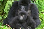 Gorillas pur 14 Tage Gruppenoder Individualreise "Die sanften Riesen" ab/bis Wien