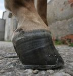 Zwei paar Stiefel - die Problematik der unterschiedlichen Vorderfußwinkelung beim Pferd