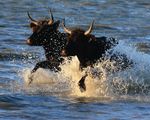 Provence und Camargue. Malerisches Südfrankreich! - 8 Tage Lyon-Chalon-Arles-Lyon