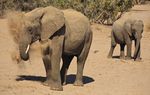 Namibias Naturwunder - Nord-Botsuana - Viktoria Fälle/Simbabwe - Viktoria Fälle ...