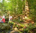Vertikale Wildnis - Nationalparkverwaltung Berchtesgaden - Nationalpark Berchtesgaden