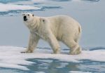 Antarktis: mit Falkland und Südgeorgien - Arktis: Spitzbergen - Island - Grönland 16. Juli bis 3. August 2017
