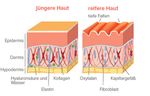 High Collagen Die natürliche Lösung für eine gesunde Haut Kollagen macht über 70 % des Trockengewichts der Haut aus - dermis-hautklinik.ch