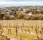 Wiener HEURIGEN GUIDE 2018 - Wiener Wein