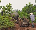 FALLSTUDIE GREENACACIA' DER FOREST FINANCE GMBH IN VIETNAM