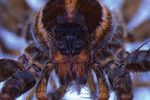 Spinnen (Arachnida: Araneae)