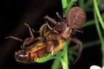 Spinnen (Arachnida: Araneae)