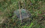 Spinnen (Arachnida: Araneae)