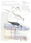 ZWISCHEN LAND UND MEER - Es ist vor allem die Vogelwelt, die den Maler und Illustrator Christopher Schmidt fasziniert. Doch auch andere Motive aus ...