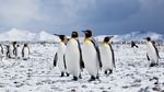 Expeditionsreise Antarktis - ab 11.999 * p.P - Poppe Reisen