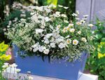 Gärtner Sommer - nur 1,99€ stehende Geranien - Blumenhof Merholz