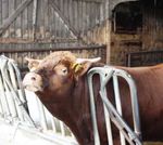 Tierschutzjugend NRW im Landestierschutzverband Nordrhein-Westfalen e.V.