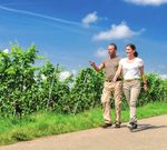 Wandern in Fellbach - Deutscher Wandertag 2022