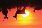 HIMMEL ÜBER AFRIKA Kaleidoskop eines Kontinents - SÜDAFRIKA - BOTSWANA - ZIMBABWE - NAMIBIA - Gaucho Tours