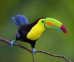 Costa Rica - Naturparadies zwischen Karibik und Pazifik - Gruppenreise Pro Person im DZ ab € 2.920 - MKR Reisen