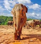 Sri Lanka Natur, Kultur und viel Genuss - HEV Unterrheintal