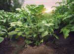 LANDWIRT DER WICHTIGSTE BERUF AUF DER ERDE - ACKERBAU & GEM&Uuml;SEBAU 2022 - agrar.basf.at
