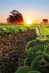 LANDWIRT DER WICHTIGSTE BERUF AUF DER ERDE - ACKERBAU & GEM&Uuml;SEBAU 2022 - agrar.basf.at