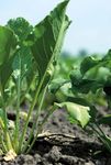 LANDWIRT DER WICHTIGSTE BERUF AUF DER ERDE - ACKERBAU & GEM&Uuml;SEBAU 2022 - agrar.basf.at