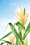 LANDWIRT DER WICHTIGSTE BERUF AUF DER ERDE - ACKERBAU & GEM&Uuml;SEBAU 2022 - agrar.basf.at
