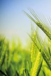 LANDWIRT DER WICHTIGSTE BERUF AUF DER ERDE - ACKERBAU & GEM&Uuml;SEBAU 2022 - agrar.basf.at