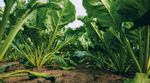LANDWIRT DER WICHTIGSTE BERUF AUF DER ERDE - ACKERBAU & GEM&Uuml;SEBAU 2022 - agrar.basf.at