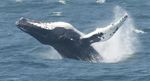 WAL EXPERIMENTE 2022 VERHINDERN! - Nachrichten von WDC, Whale and Dolphin Conservation Nr. 3/2021 - Whale & Dolphin ...
