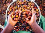 Geht doch! Palmöl zu produzieren, gilt als Umweltsünde. Doch es gibt Ausnahmen. Leo Frühschütz hat sich in Ghana davon überzeugt.